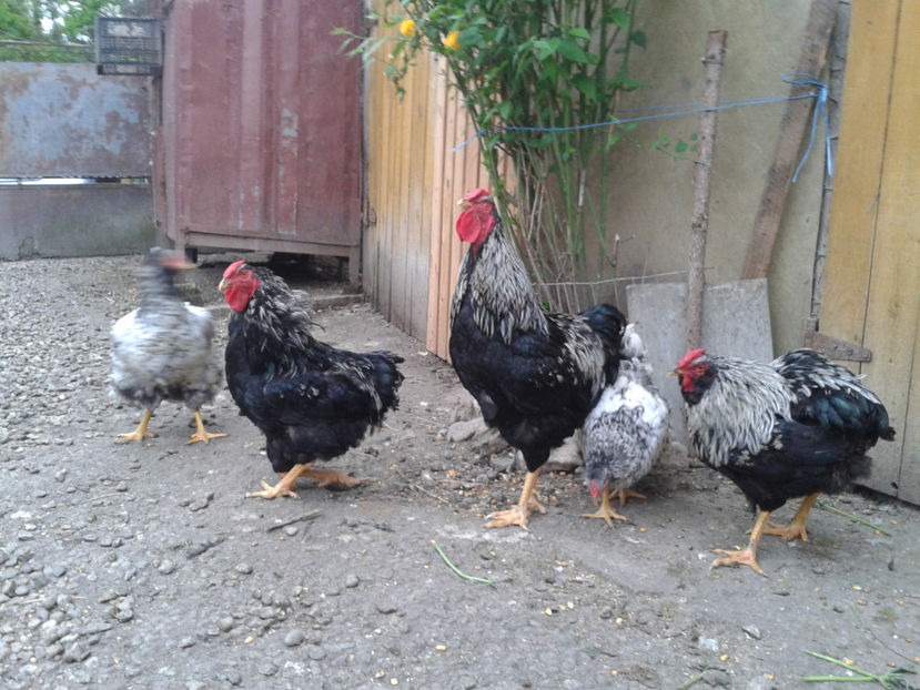  - 3 - Pui tarați SERIA III 2023 studiu defecte -