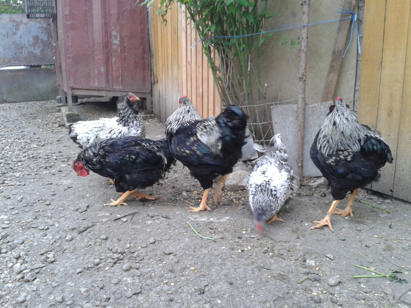  - 3 - Pui tarați SERIA III 2023 studiu defecte -