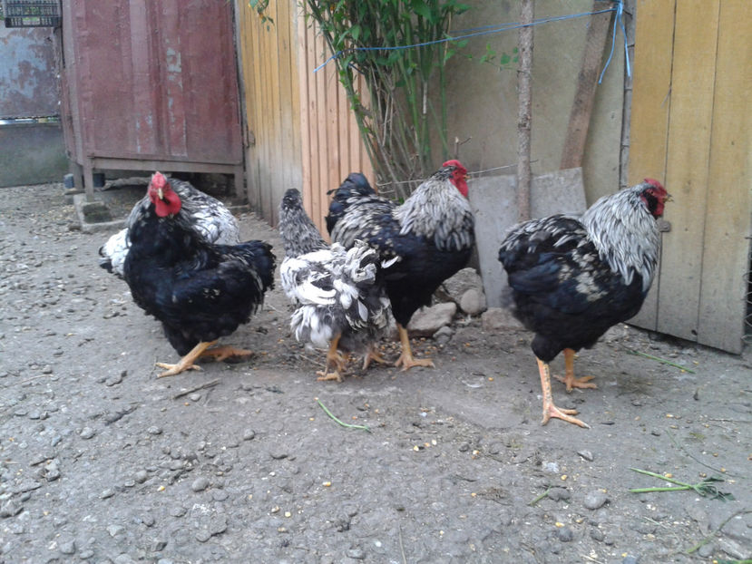  - 3 - Pui tarați SERIA III 2023 studiu defecte -