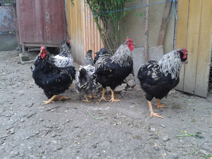  - 3 - Pui tarați SERIA III 2023 studiu defecte -