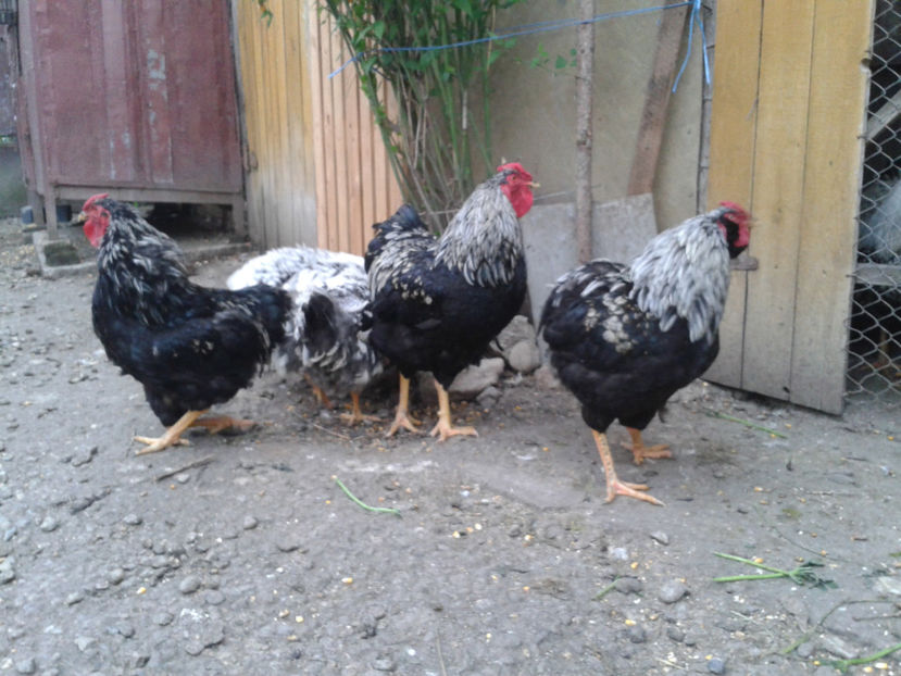  - 3 - Pui tarați SERIA III 2023 studiu defecte -