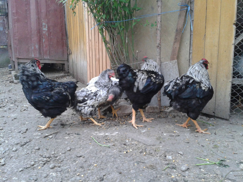 ‎duminică, ‎21 ‎aprilie ‎2024, ‏‎19:07:38 - 3 - Pui tarați SERIA III 2023 studiu defecte -