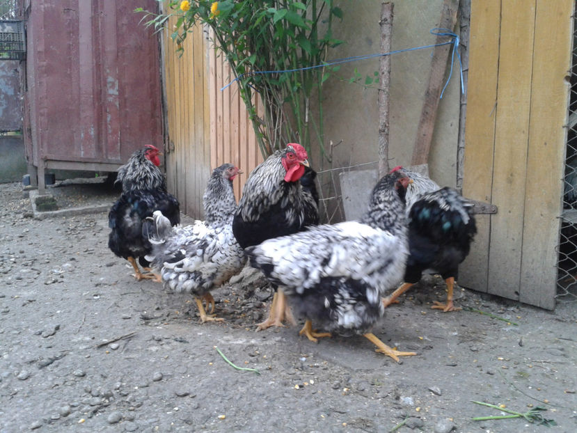  - 3 - Pui tarați SERIA III 2023 studiu defecte -