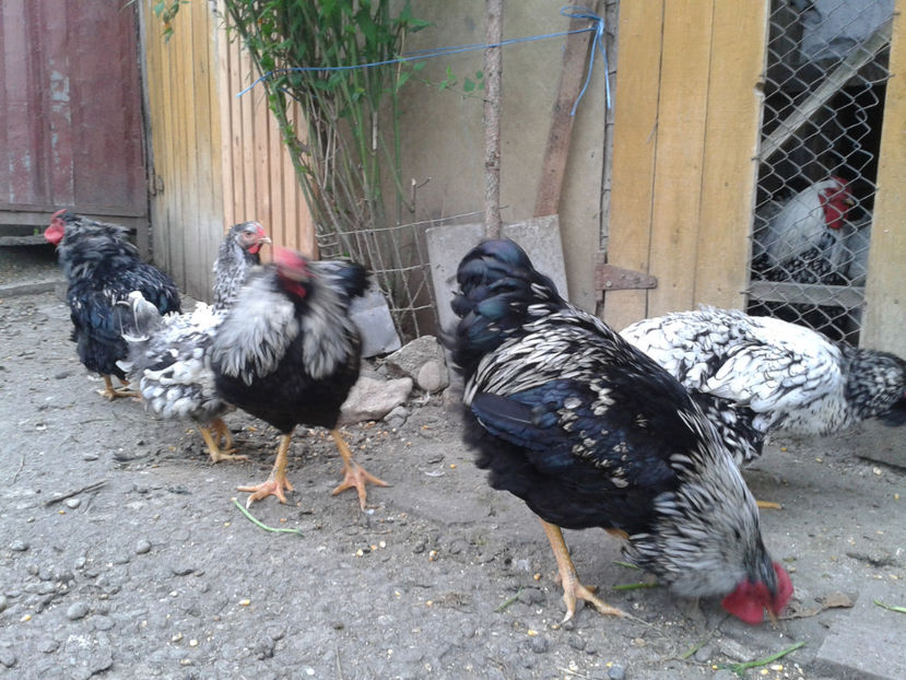  - 3 - Pui tarați SERIA III 2023 studiu defecte -