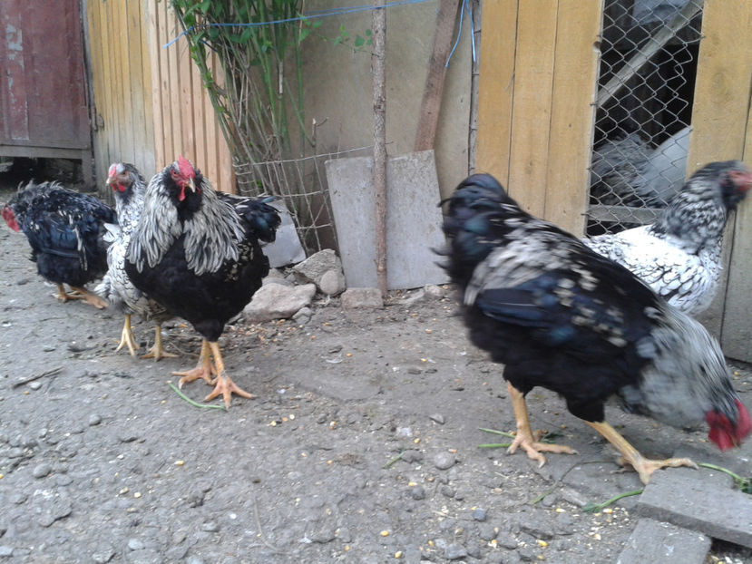  - 3 - Pui tarați SERIA III 2023 studiu defecte -