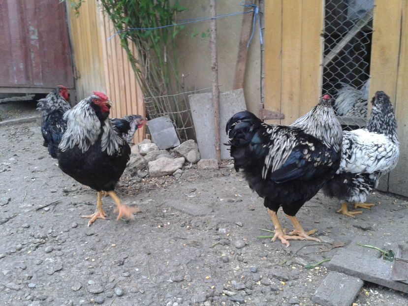  - 3 - Pui tarați SERIA III 2023 studiu defecte -