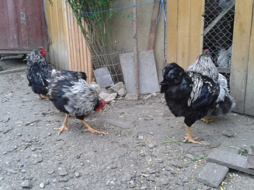  - 3 - Pui tarați SERIA III 2023 studiu defecte -