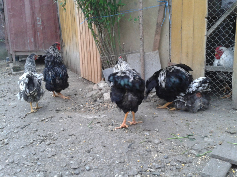  - 3 - Pui tarați SERIA III 2023 studiu defecte -