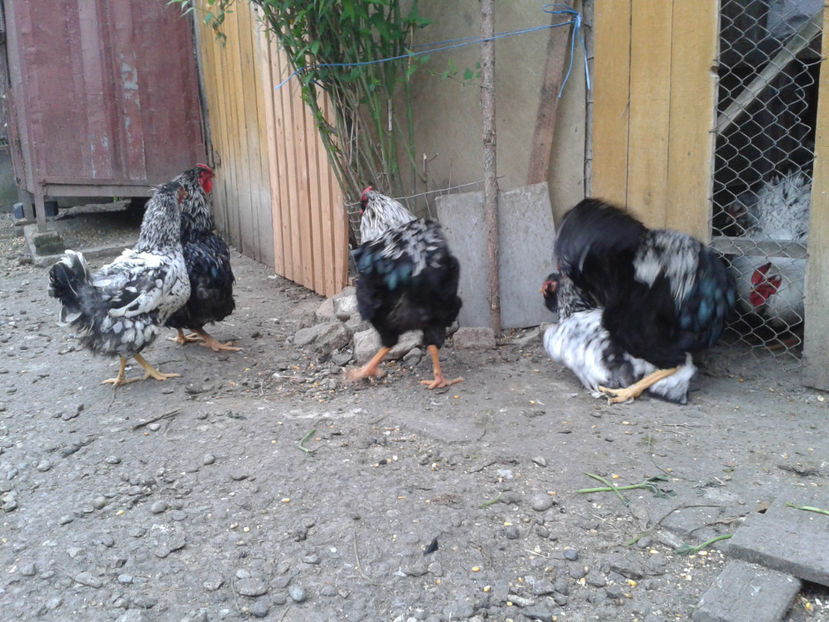  - 3 - Pui tarați SERIA III 2023 studiu defecte -