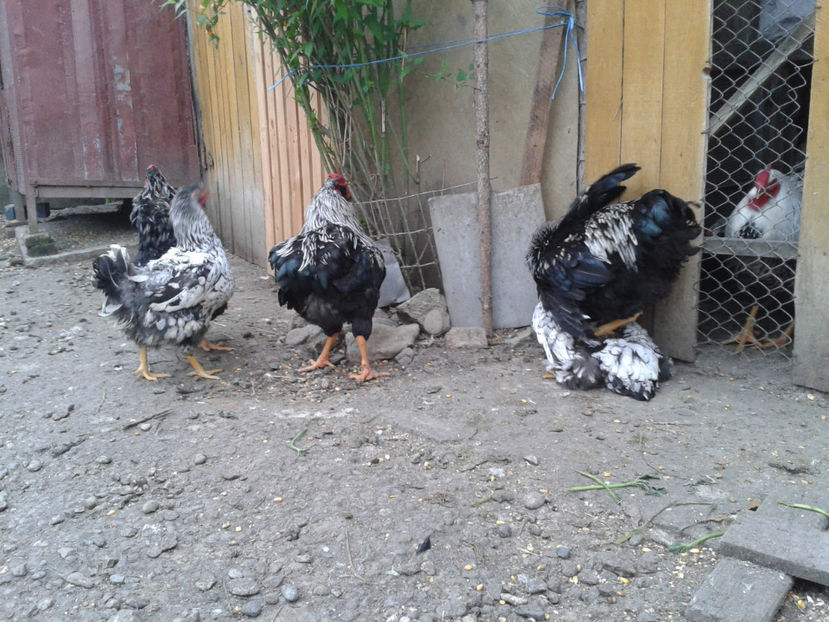  - 3 - Pui tarați SERIA III 2023 studiu defecte -