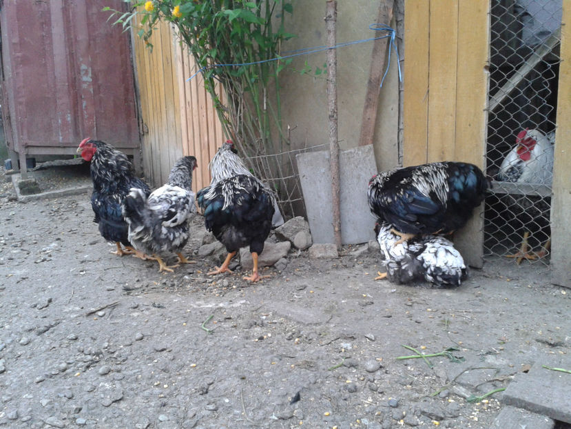  - 3 - Pui tarați SERIA III 2023 studiu defecte -