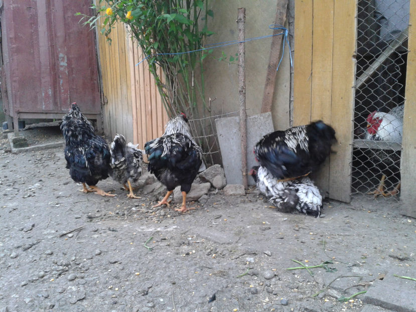  - 3 - Pui tarați SERIA III 2023 studiu defecte -