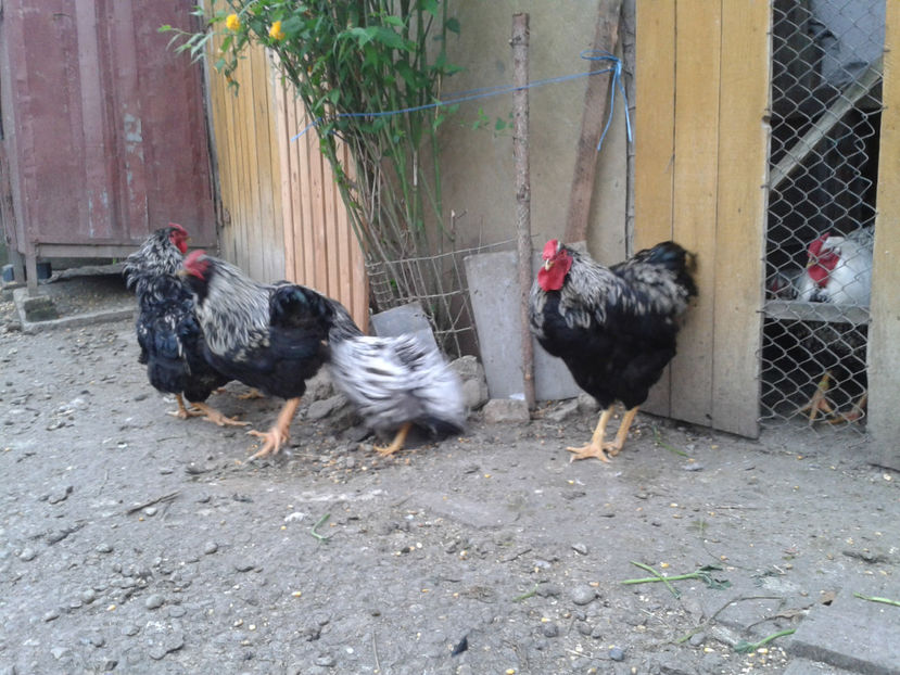  - 3 - Pui tarați SERIA III 2023 studiu defecte -