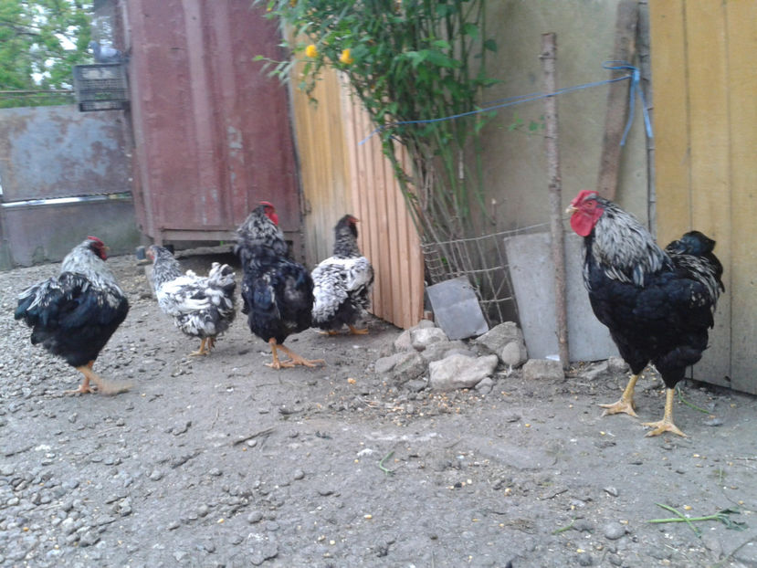  - 3 - Pui tarați SERIA III 2023 studiu defecte -