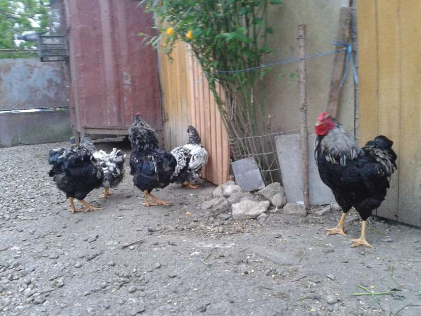  - 3 - Pui tarați SERIA III 2023 studiu defecte -