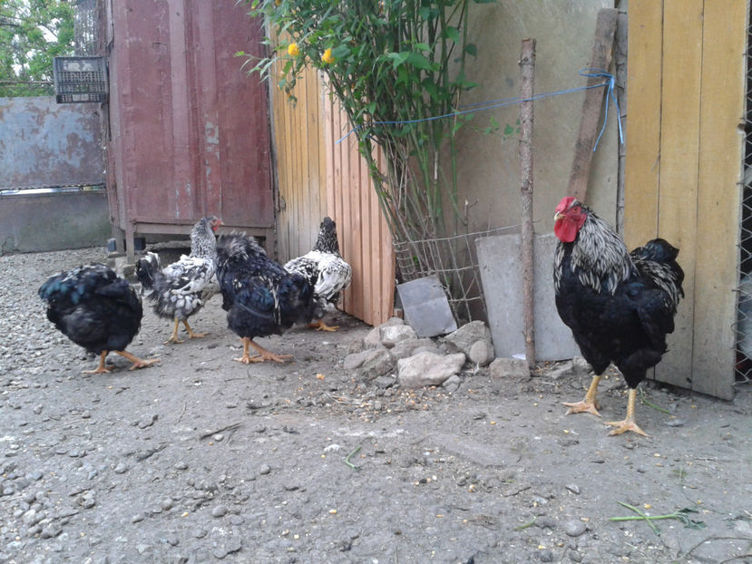  - 3 - Pui tarați SERIA III 2023 studiu defecte -