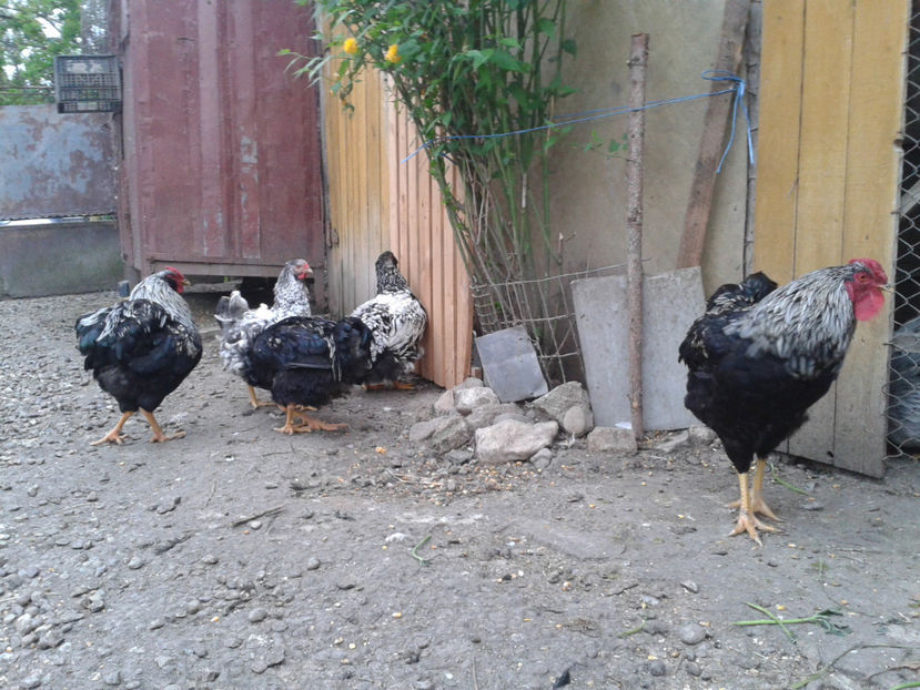  - 3 - Pui tarați SERIA III 2023 studiu defecte -