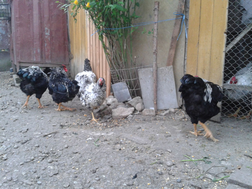  - 3 - Pui tarați SERIA III 2023 studiu defecte -