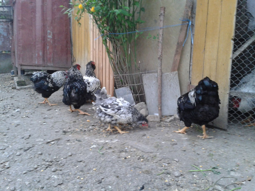  - 3 - Pui tarați SERIA III 2023 studiu defecte -