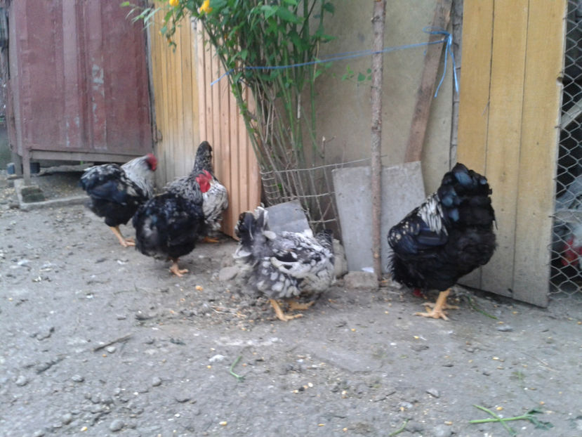  - 3 - Pui tarați SERIA III 2023 studiu defecte -