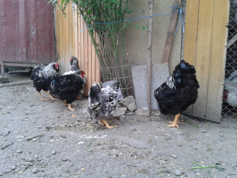  - 3 - Pui tarați SERIA III 2023 studiu defecte -