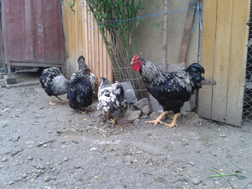  - 3 - Pui tarați SERIA III 2023 studiu defecte -