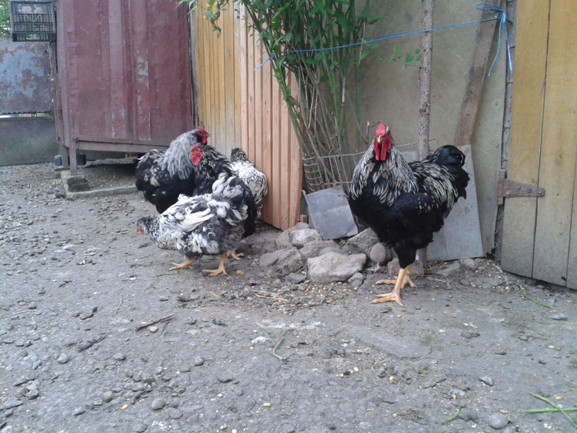  - 3 - Pui tarați SERIA III 2023 studiu defecte -