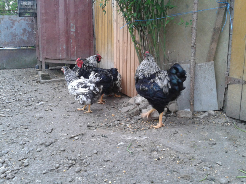  - 3 - Pui tarați SERIA III 2023 studiu defecte -