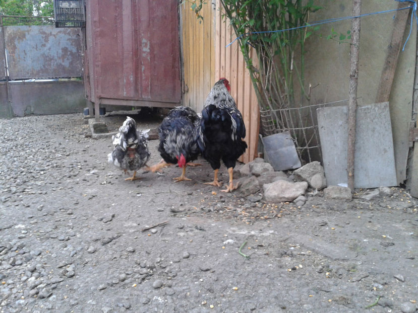  - 3 - Pui tarați SERIA III 2023 studiu defecte -