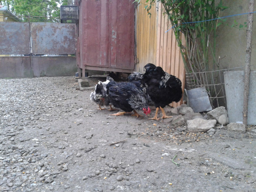  - 3 - Pui tarați SERIA III 2023 studiu defecte -