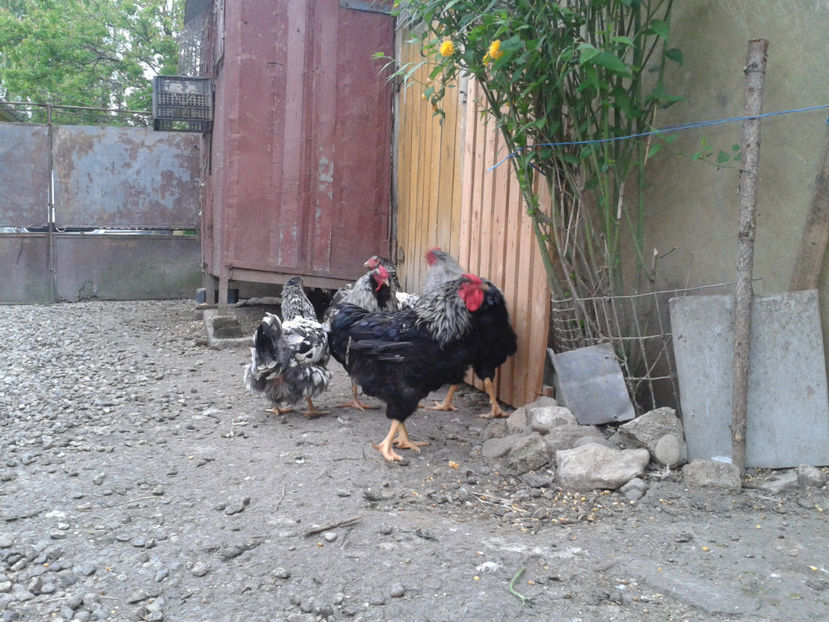  - 3 - Pui tarați SERIA III 2023 studiu defecte -