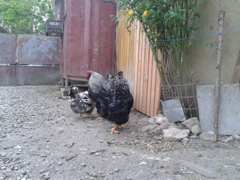  - 3 - Pui tarați SERIA III 2023 studiu defecte -