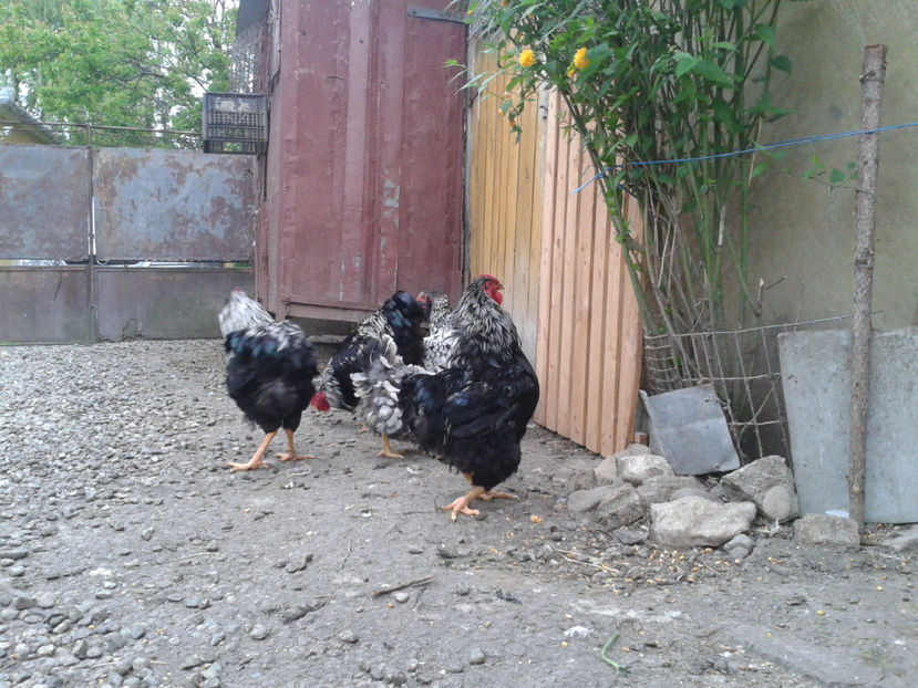  - 3 - Pui tarați SERIA III 2023 studiu defecte -