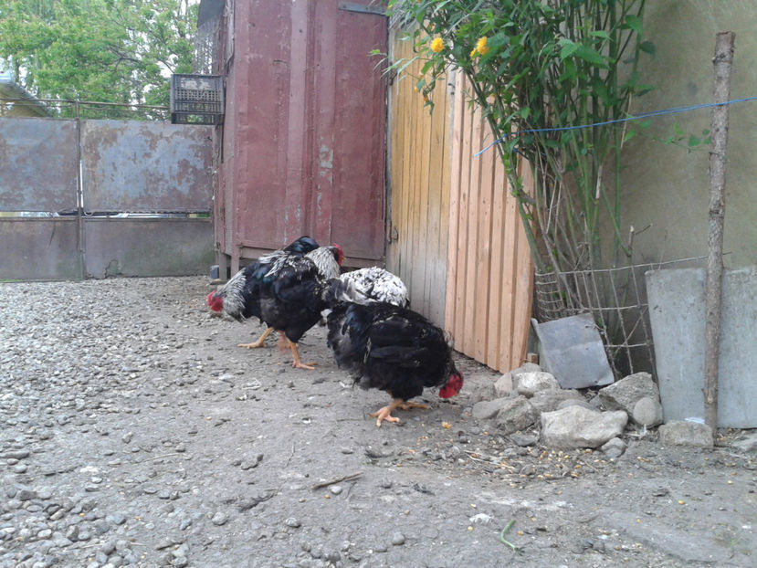  - 3 - Pui tarați SERIA III 2023 studiu defecte -