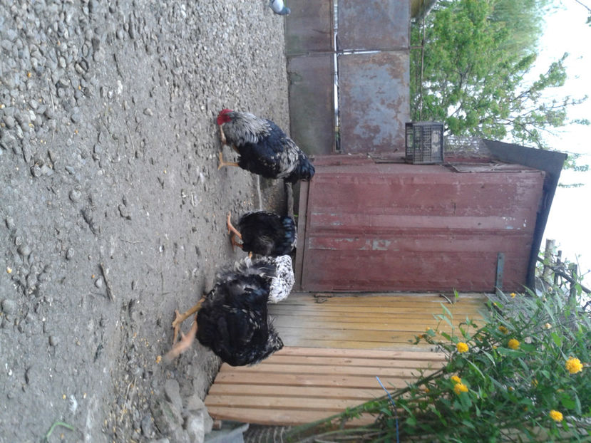  - 3 - Pui tarați SERIA III 2023 studiu defecte -