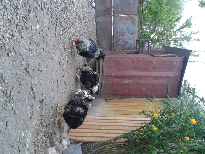  - 3 - Pui tarați SERIA III 2023 studiu defecte -