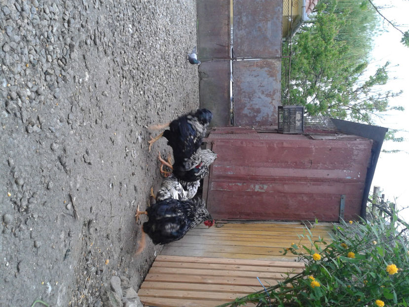  - 3 - Pui tarați SERIA III 2023 studiu defecte -