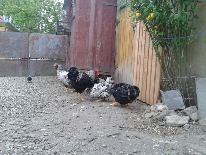  - 3 - Pui tarați SERIA III 2023 studiu defecte -