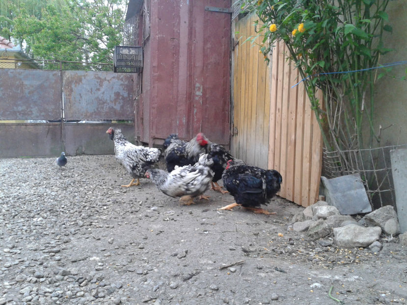  - 3 - Pui tarați SERIA III 2023 studiu defecte -