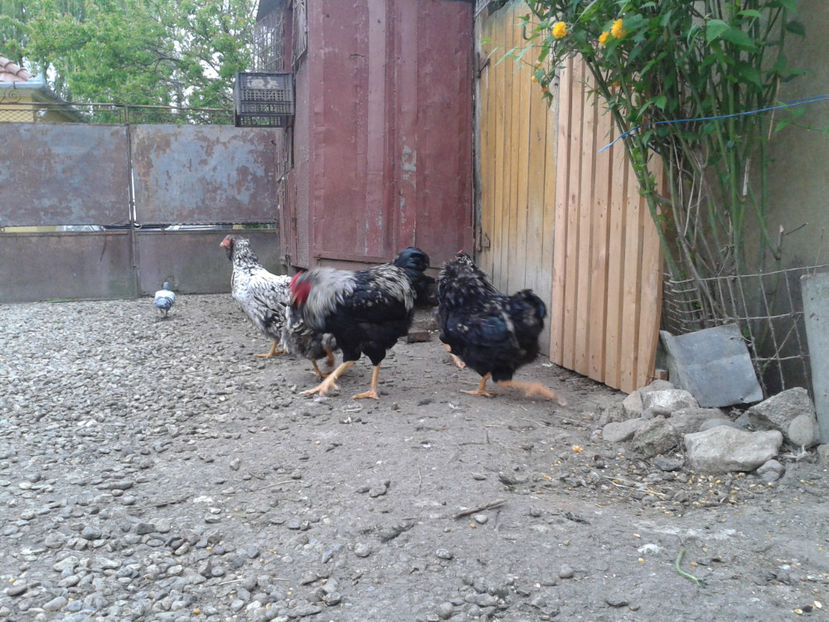  - 3 - Pui tarați SERIA III 2023 studiu defecte -