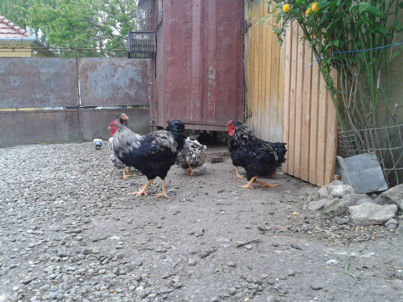  - 3 - Pui tarați SERIA III 2023 studiu defecte -