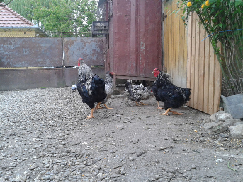  - 3 - Pui tarați SERIA III 2023 studiu defecte -