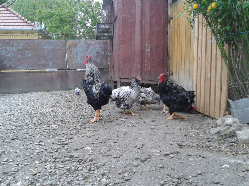  - 3 - Pui tarați SERIA III 2023 studiu defecte -