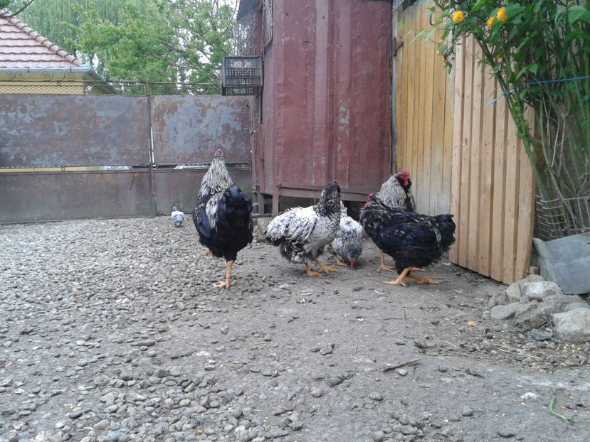  - 3 - Pui tarați SERIA III 2023 studiu defecte -