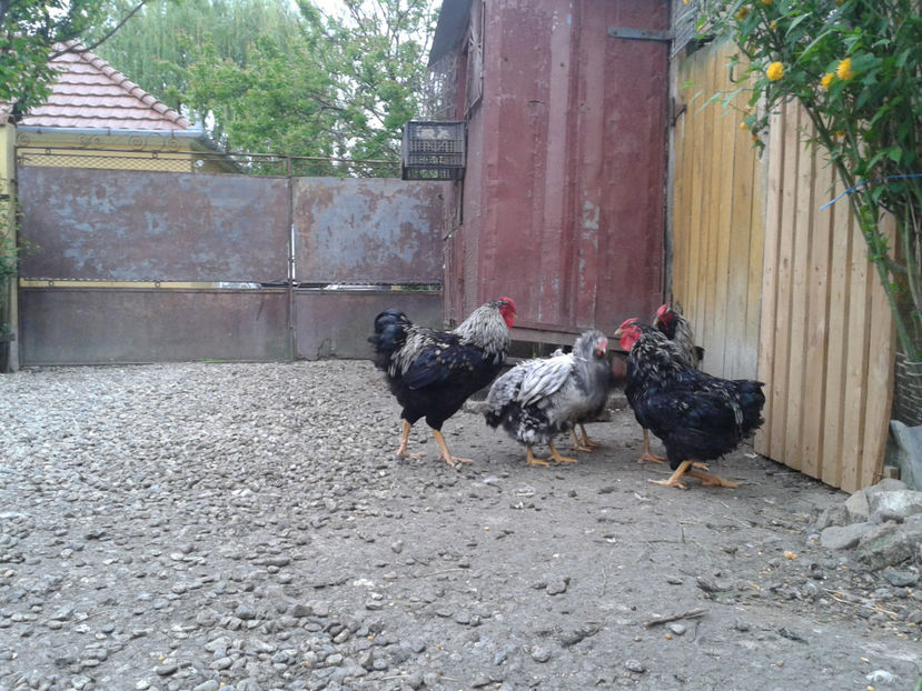  - 3 - Pui tarați SERIA III 2023 studiu defecte -