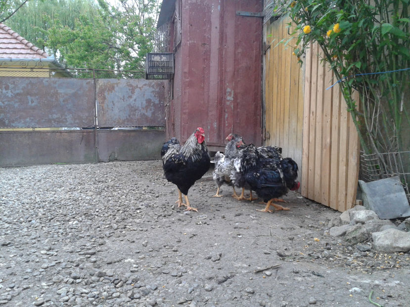  - 3 - Pui tarați SERIA III 2023 studiu defecte -