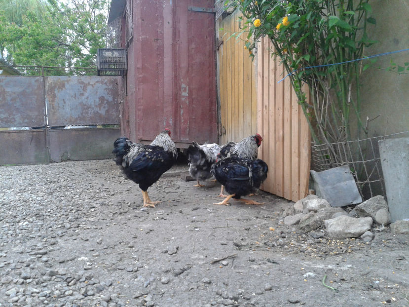  - 3 - Pui tarați SERIA III 2023 studiu defecte -