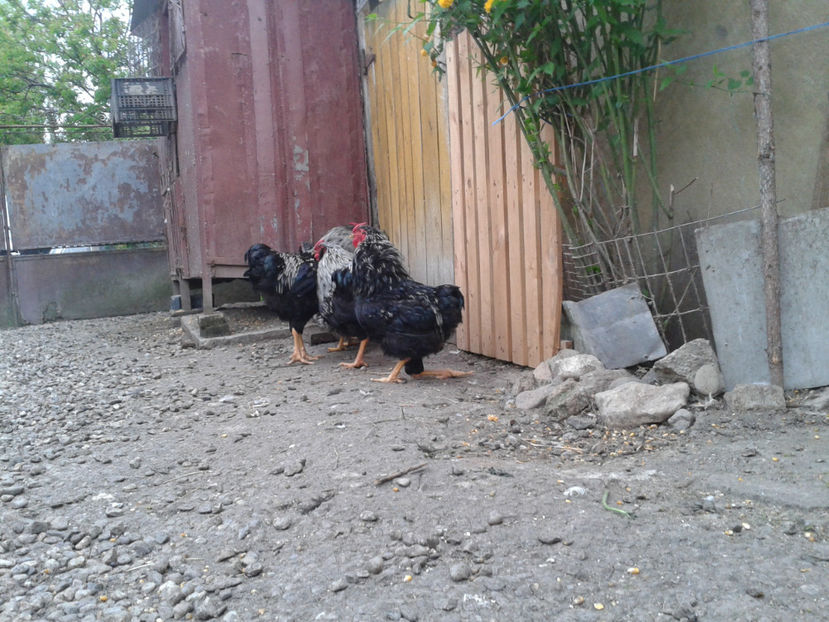  - 3 - Pui tarați SERIA III 2023 studiu defecte -