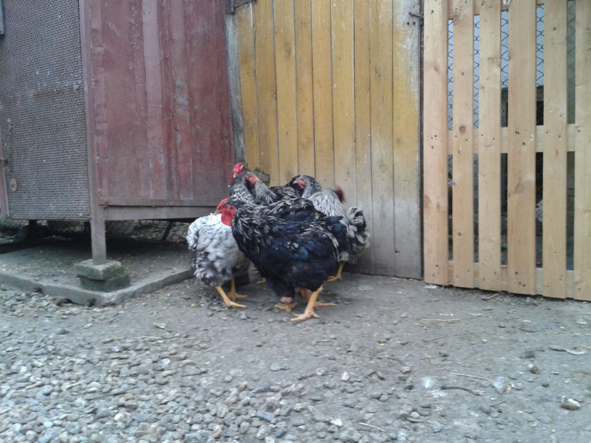  - 3 - Pui tarați SERIA III 2023 studiu defecte -