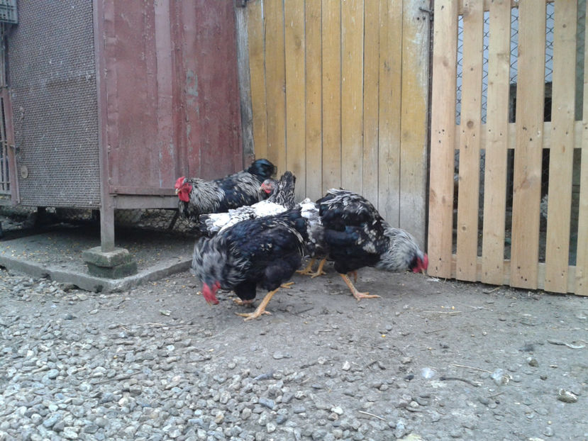  - 3 - Pui tarați SERIA III 2023 studiu defecte -